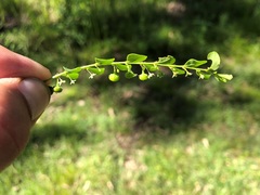 Phyllanthus gunnii
