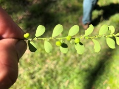 Phyllanthus gunnii