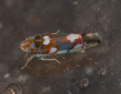 Erythroneura elegans