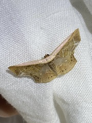 Tessarotis rubrata