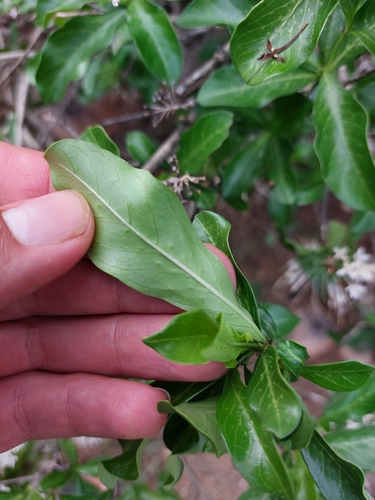 Image of Pavetta catophylla by (c) Manuel R Popp, some rights reserved (CC BY)