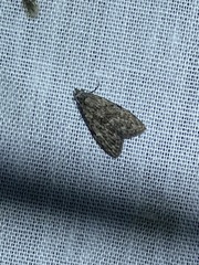 Nola pleurosema