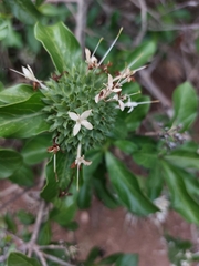 Pavetta catophylla
