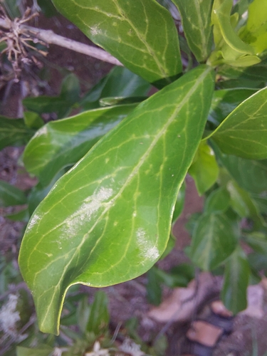 Image of Pavetta catophylla by (c) Manuel R Popp, some rights reserved (CC BY)
