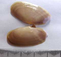 Hiatula siliquens