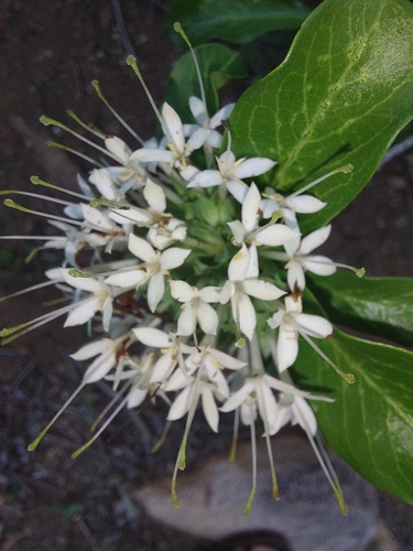 Image of Pavetta catophylla by (c) Manuel R Popp, some rights reserved (CC BY)