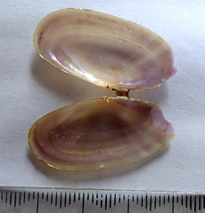 Hiatula siliquens