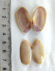 Hiatula siliquens