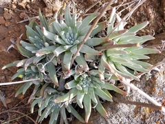 Dudleya virens virens