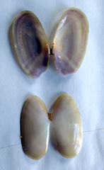 Hiatula siliquens