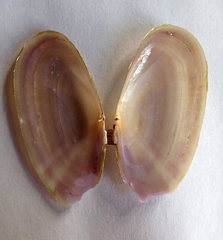 Hiatula siliquens