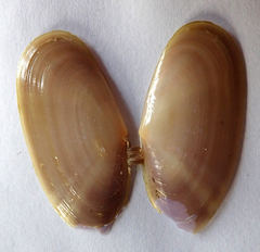 Hiatula siliquens