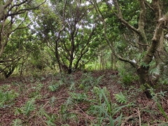 Microsorum scolopendria