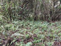 Microsorum scolopendria