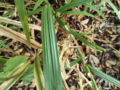 Scleria gaertneri image