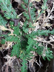 Selaginella pallescens