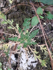 Selaginella pallescens