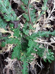 Selaginella pallescens