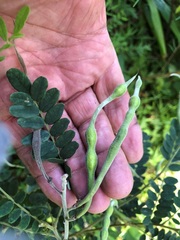 Sophora fraseri