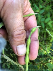 Sophora fraseri