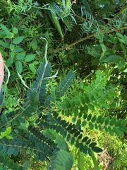 Sophora fraseri
