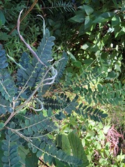 Sophora fraseri