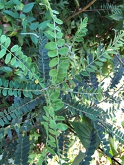 Sophora fraseri