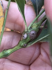 Neolasioptera lathami