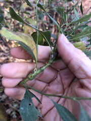 Neolasioptera lathami