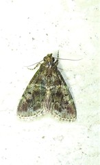 Orthaga thyrisalis