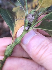 Neolasioptera lathami