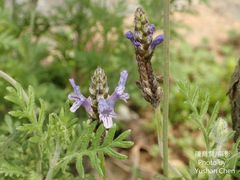 Lavandula pinnata