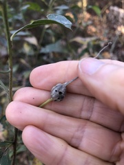 Neolasioptera lathami