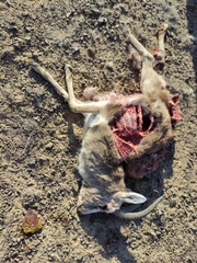 Gazella subgutturosa