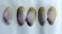 Hiatula nitida
