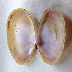 Hiatula nitida