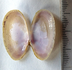 Hiatula nitida