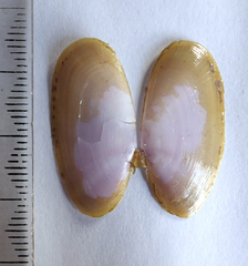 Hiatula nitida