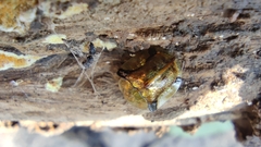 Cassida quadriramosa