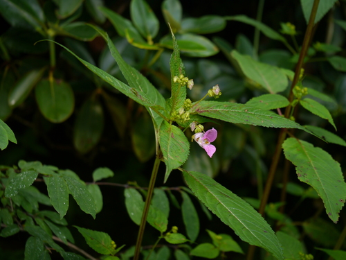 Impatiens sulcata, photograph 3
