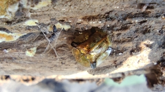 Cassida quadriramosa