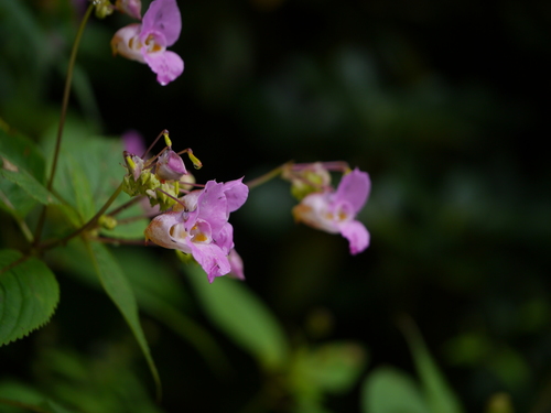 Impatiens sulcata, photograph 2