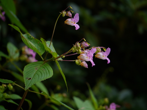 Impatiens sulcata, photograph 5