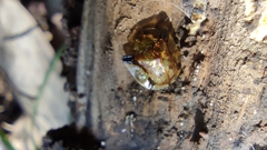 Cassida quadriramosa