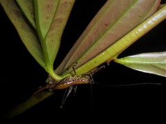 Listroscelidinae
