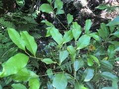 Cryptocarya bidwillii