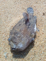 Lophiiformes