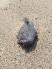 Lophiiformes