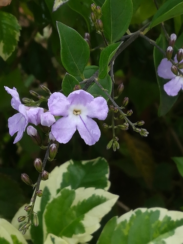 Duranta erecta image