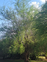 Albizia anthelmintica